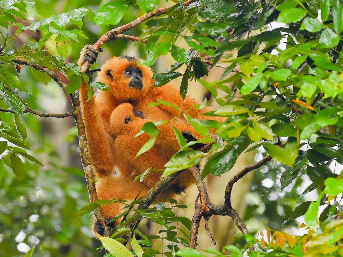 Gibbon Singing Home Stay Quan Tom Exterior foto